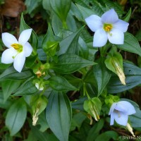 Exacum pallidum (Trimen) Klack.
